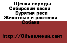 Щенки породы Сибирский хаски  - Бурятия респ. Животные и растения » Собаки   